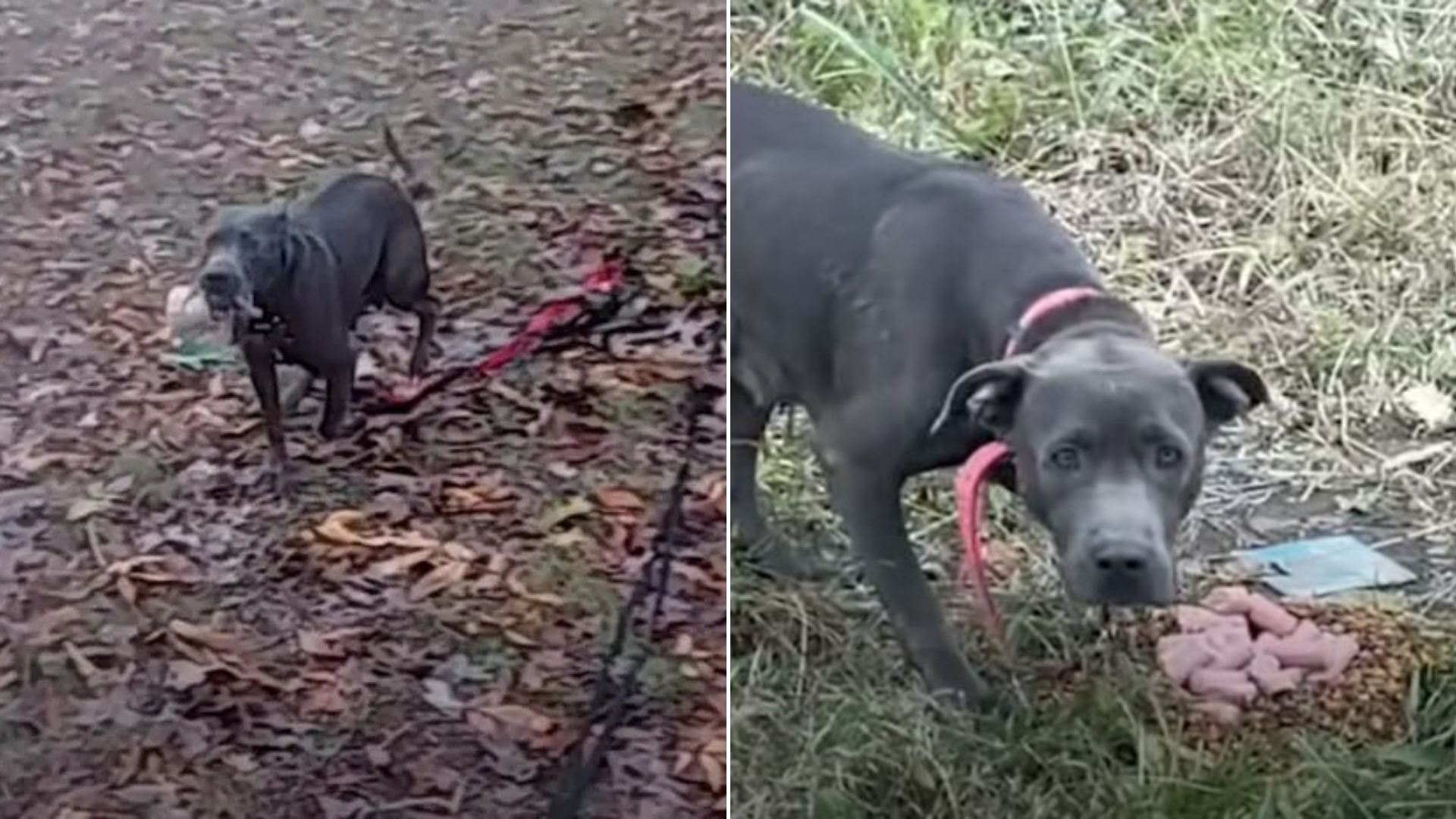 stray dog looking sad