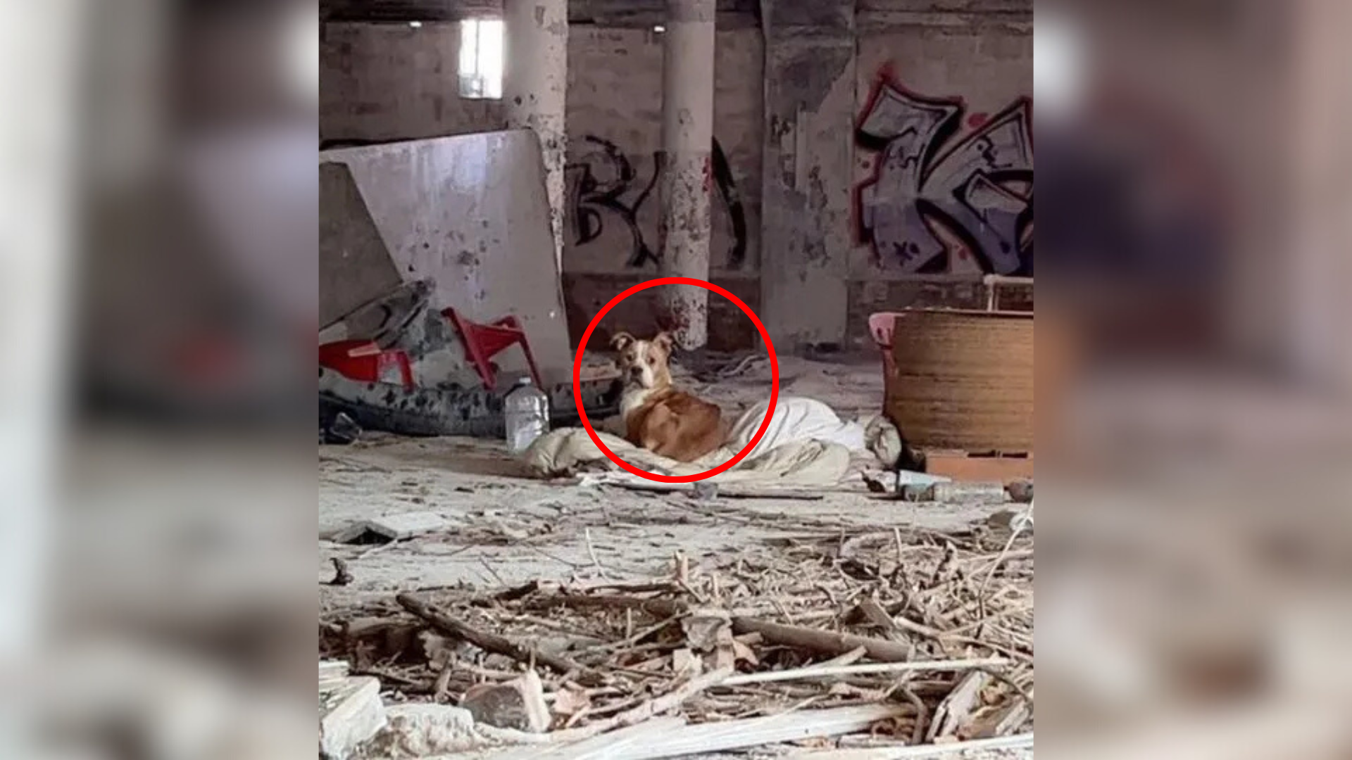 homeless dog lying on a blanket