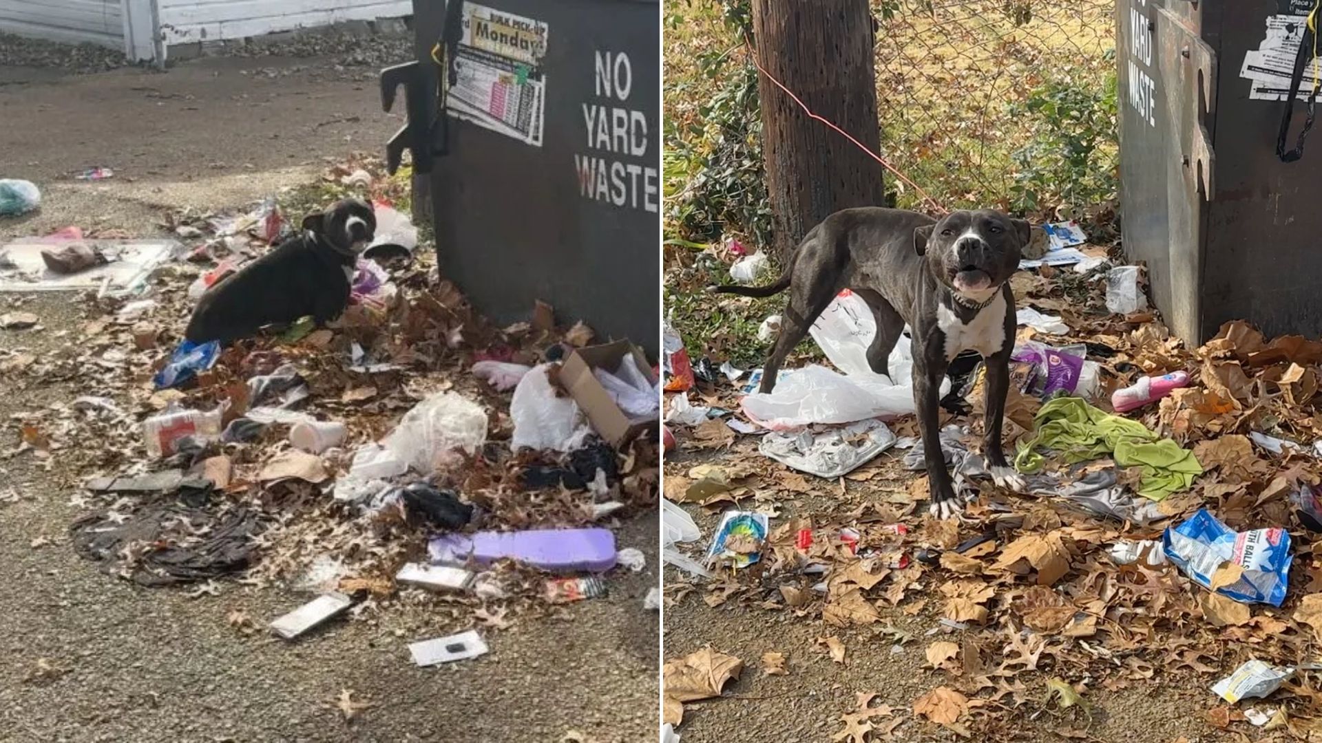 scared dog on trash