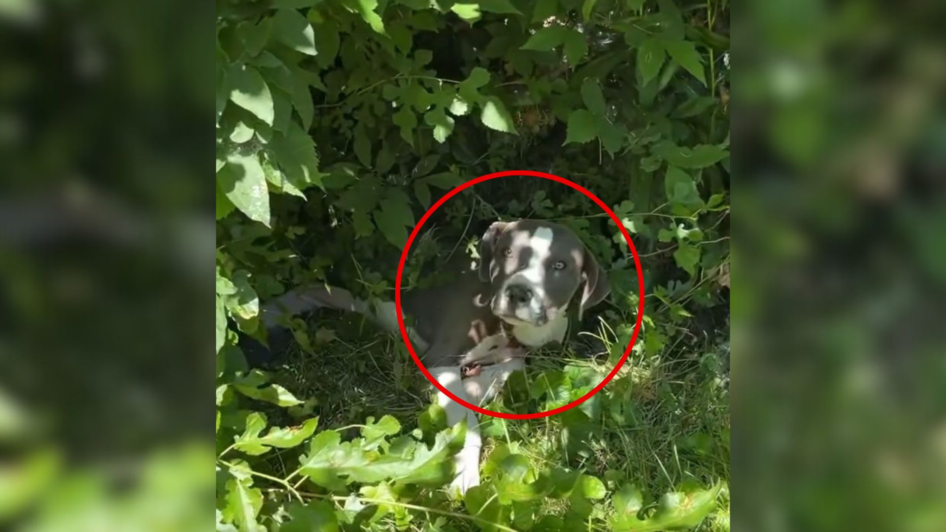 dog in bushes
