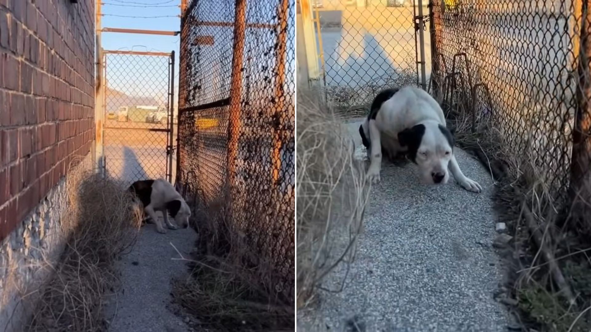 abandoned dog on street