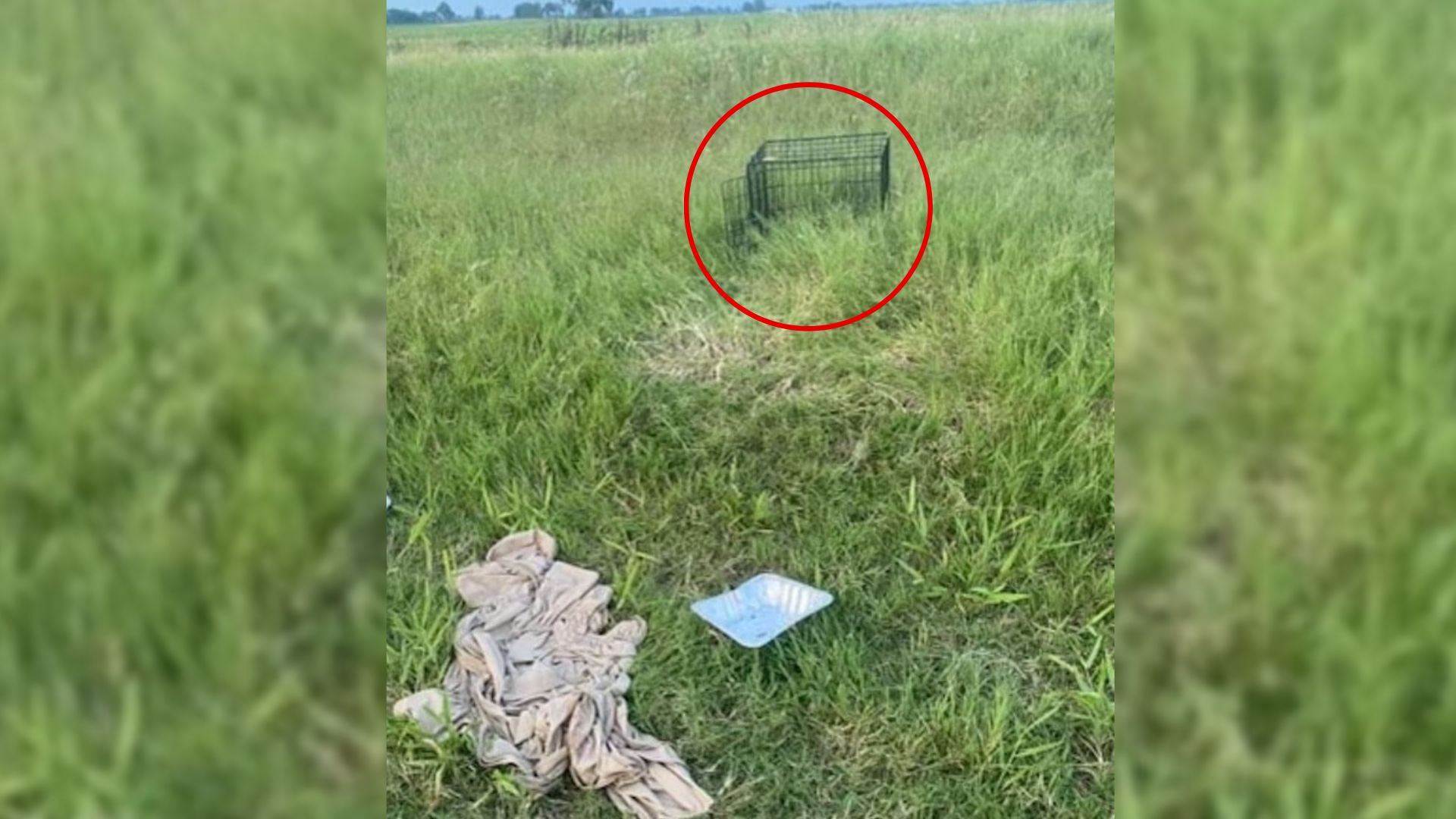 Missouri Woman Finds A Devastating Scene In An Abandoned Field