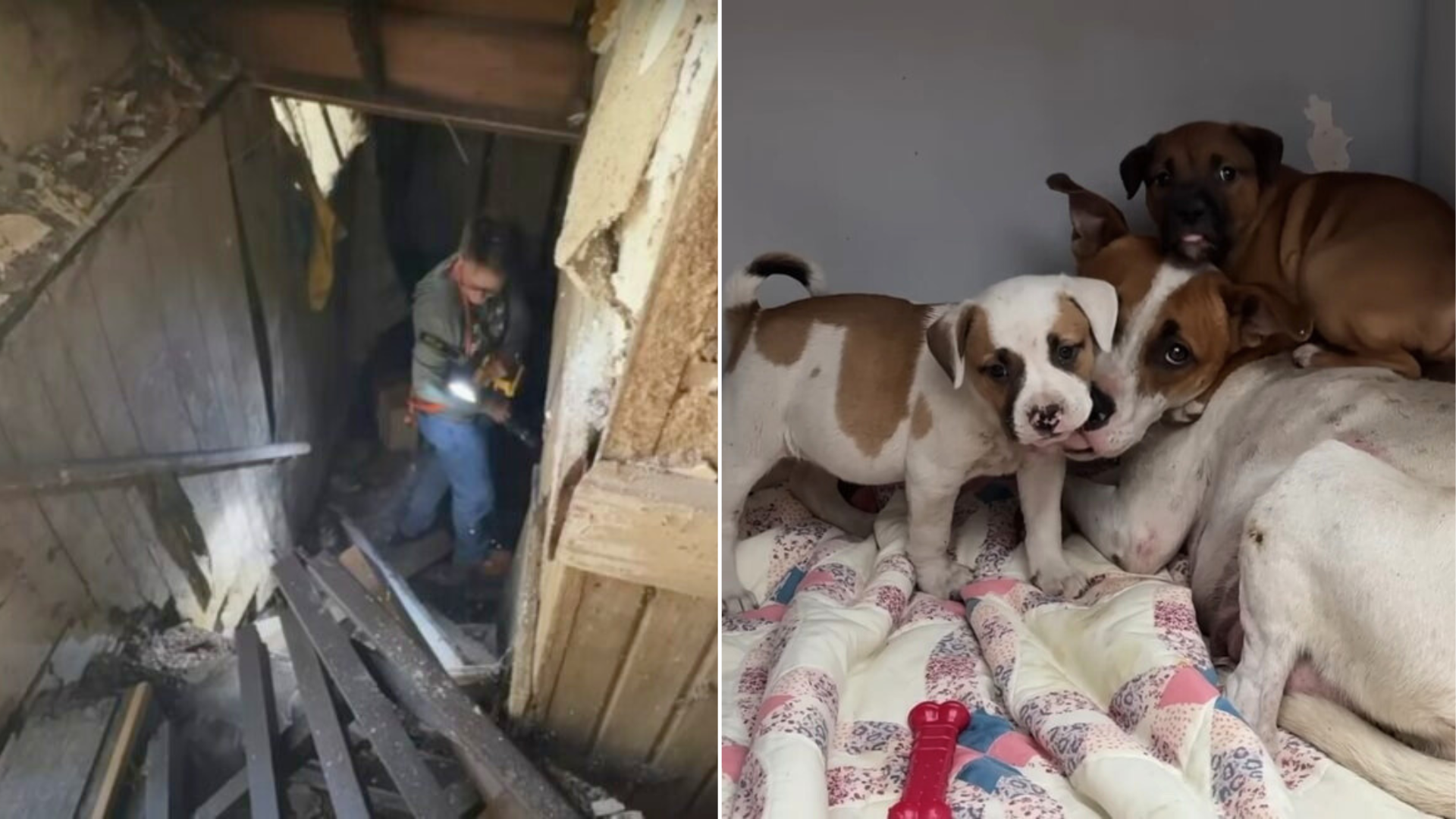 woman rescuing stray dogs from dilapidated building