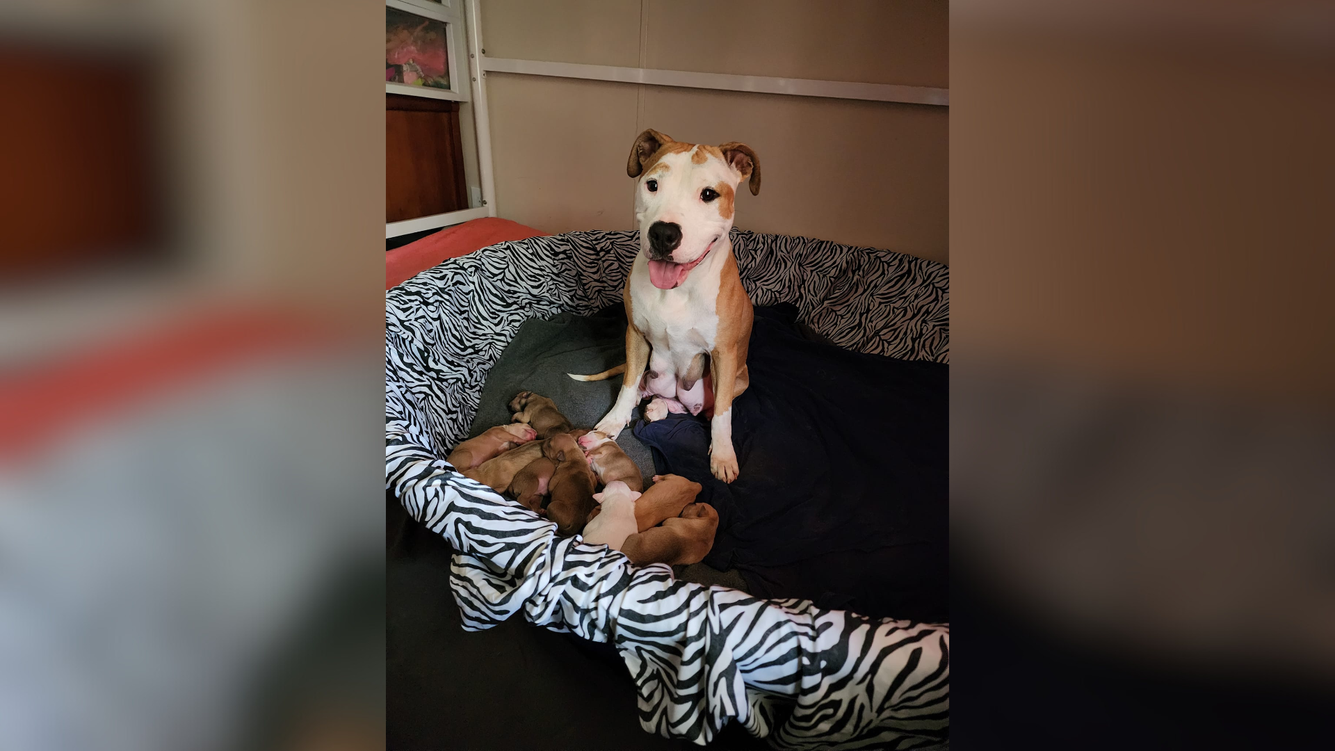mama dog with puppies