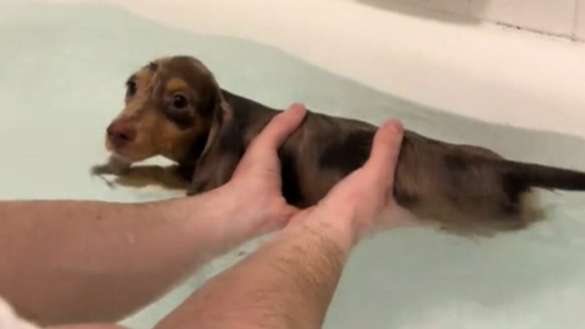 New Jersey Pup&rsquo;s First Lesson Becomes