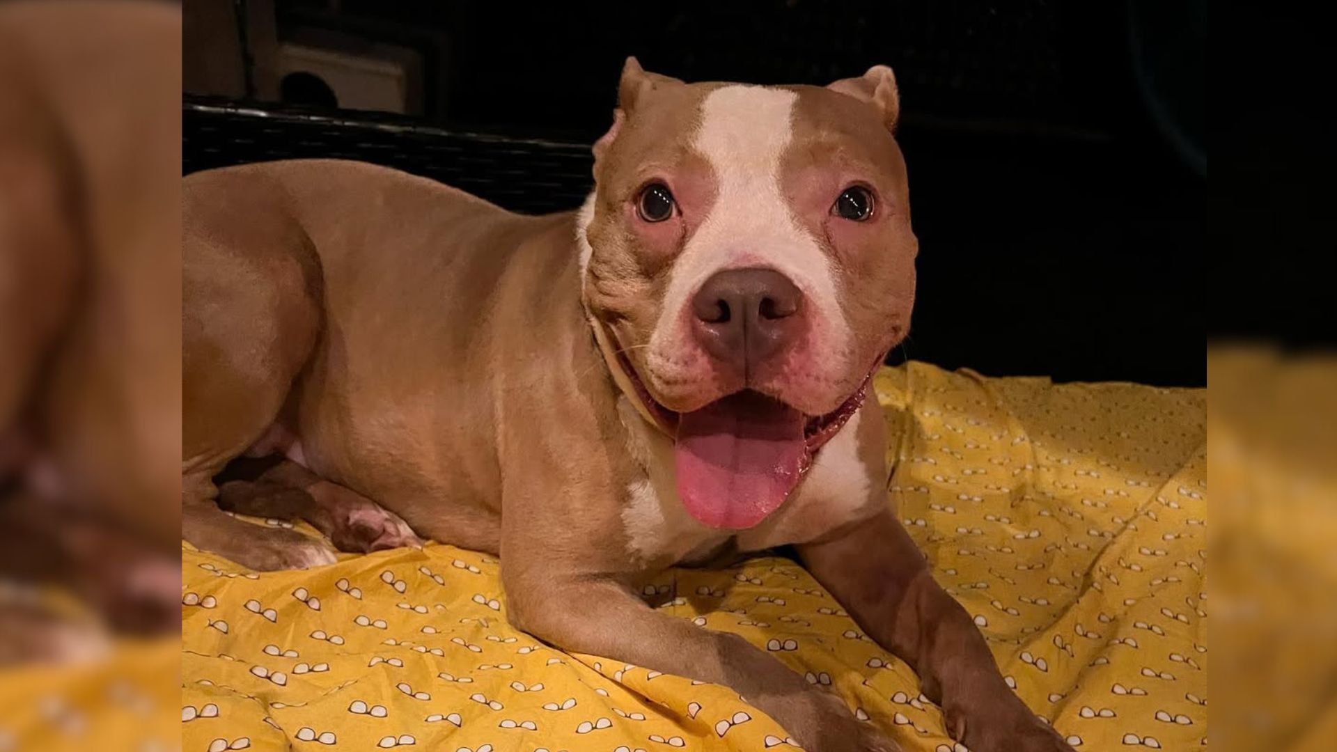 brown and white pit bull
