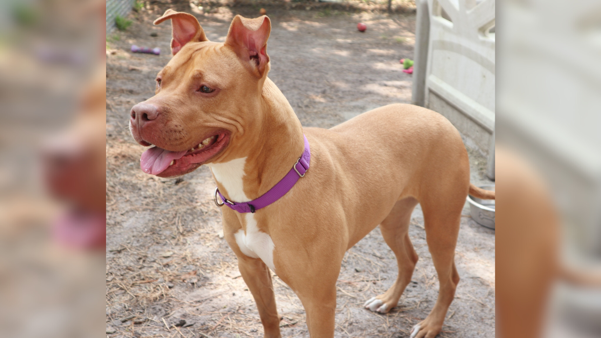 smiling dog standing outdoors