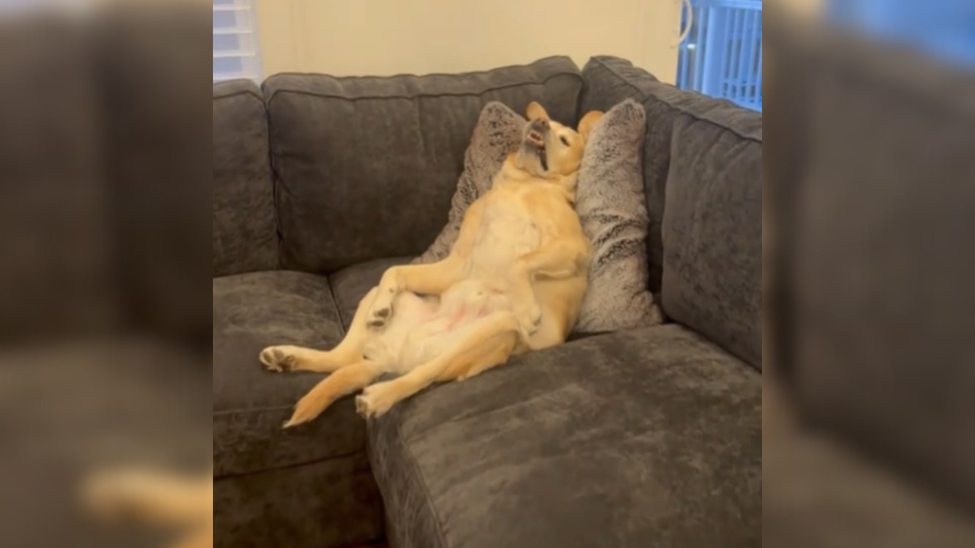 dog lounging on couch