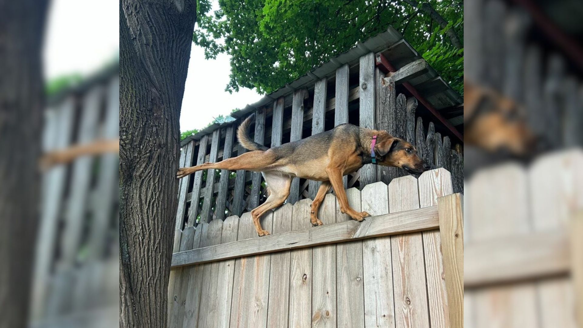 dog on fence