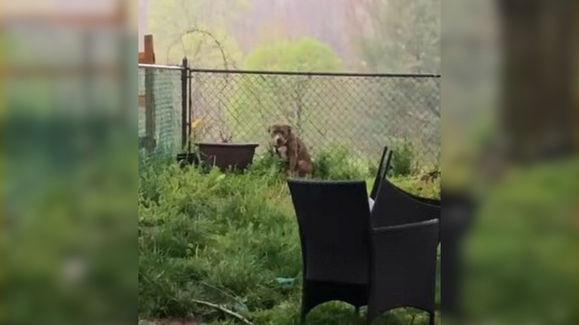 pit bull sitting down