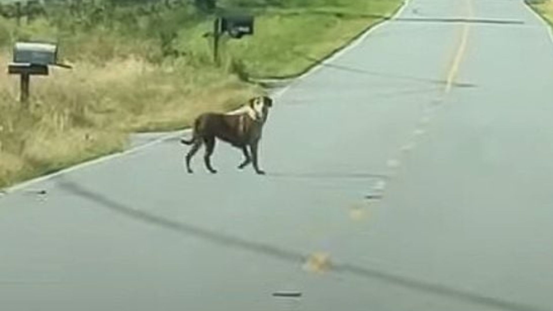 North Carolina Family Takes In A Lost Puppy
