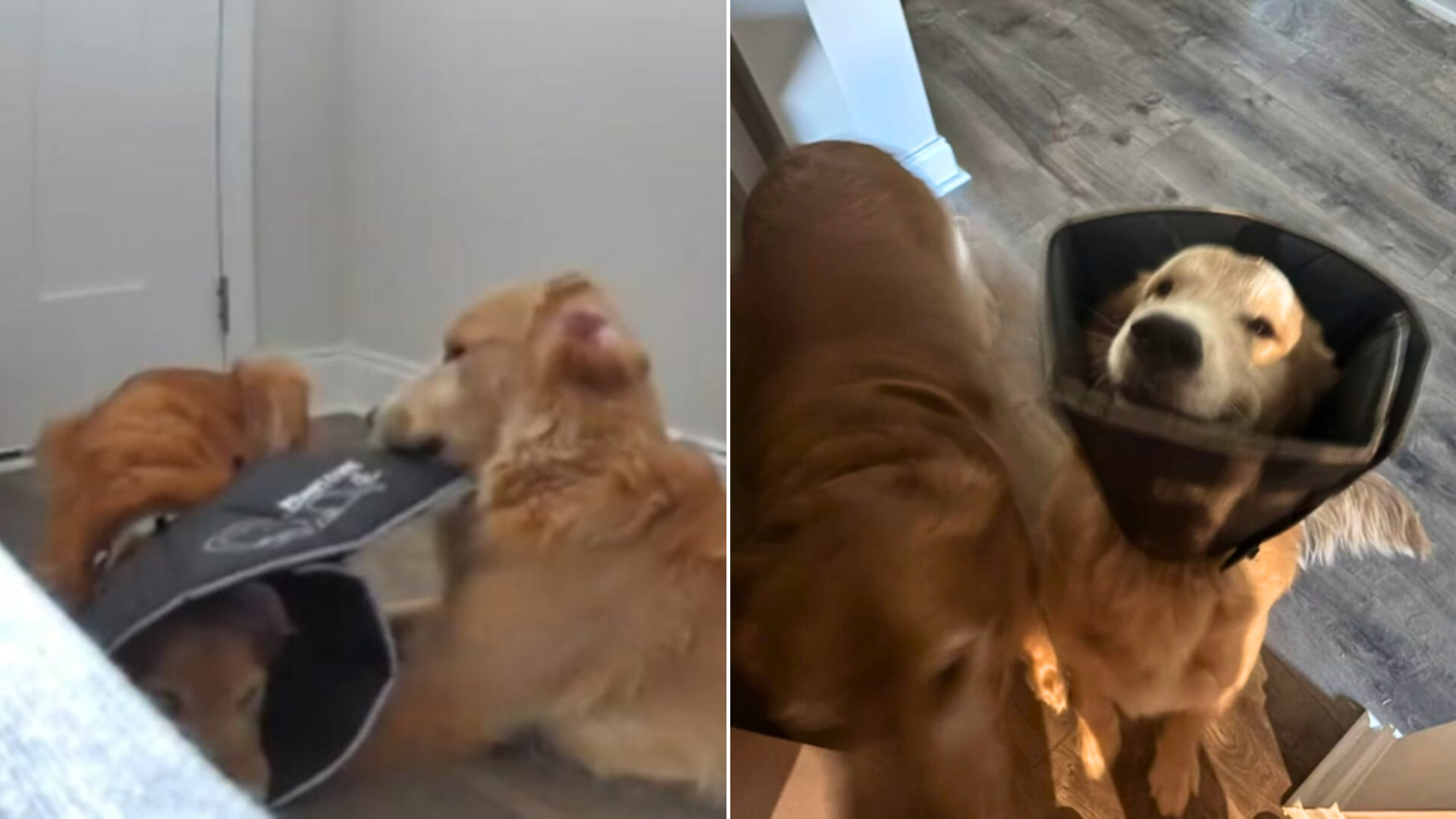 two golden retrievers