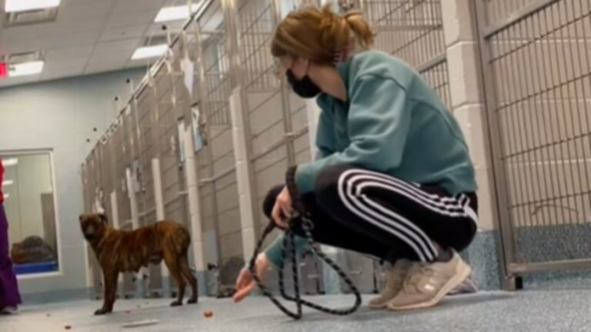 dog in a shelter playing with volunteer