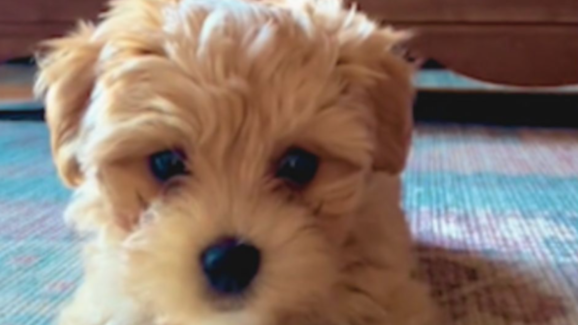 small dog facing camera