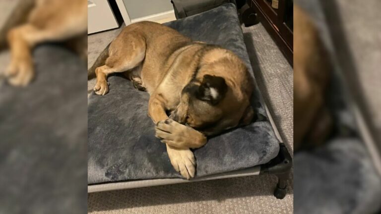 shelter dog