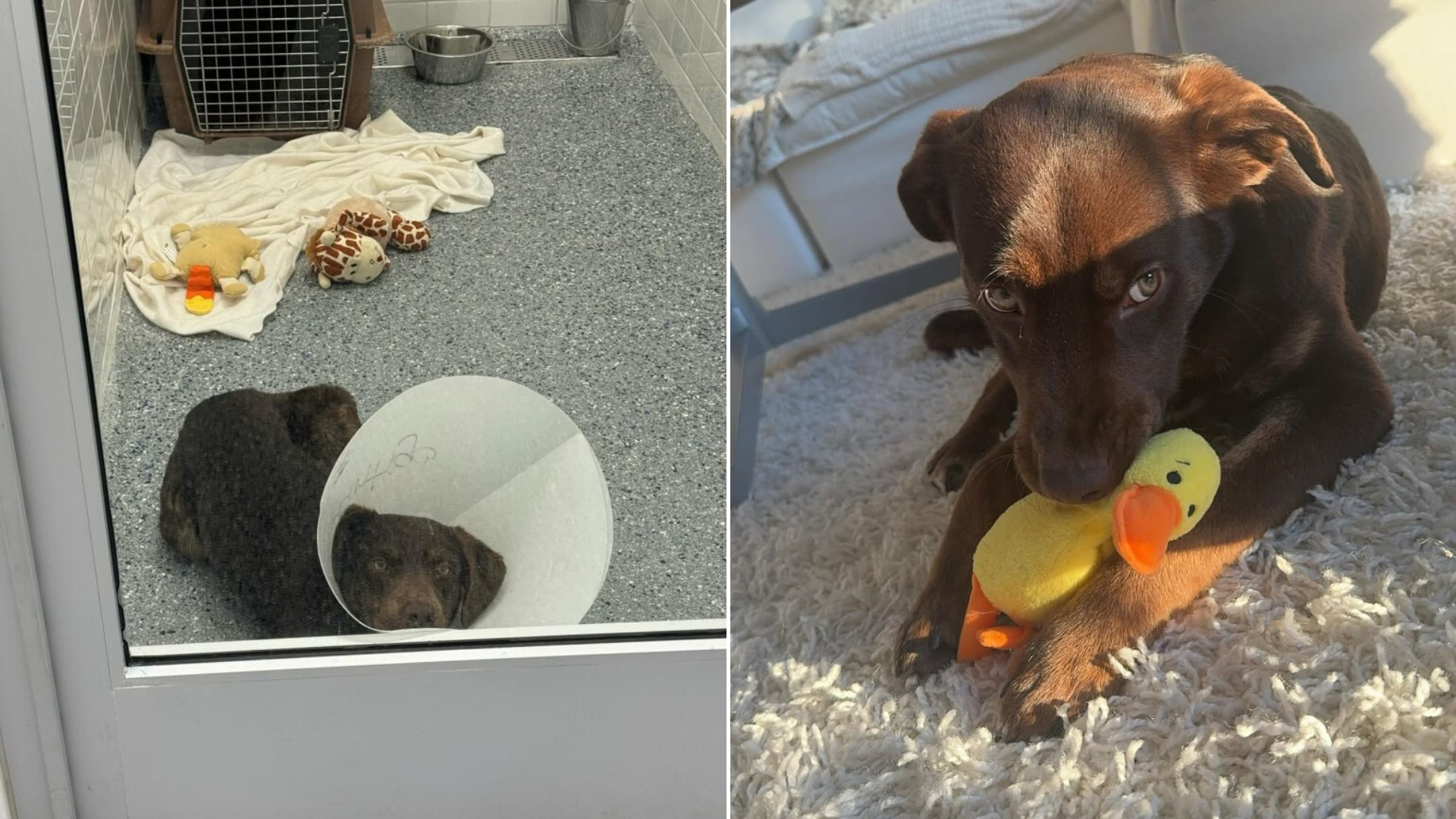 dog with stuffed toy in kennel