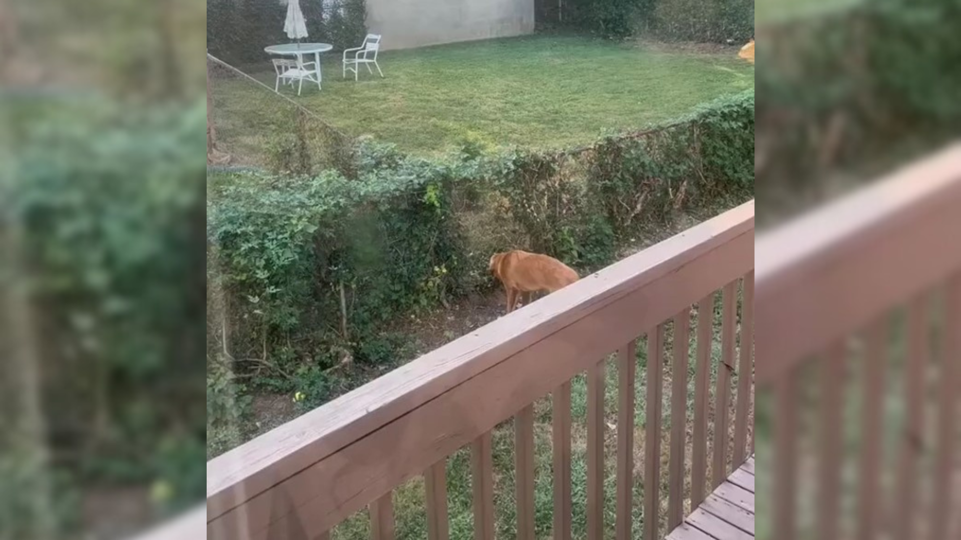 dog digging through ivy fence