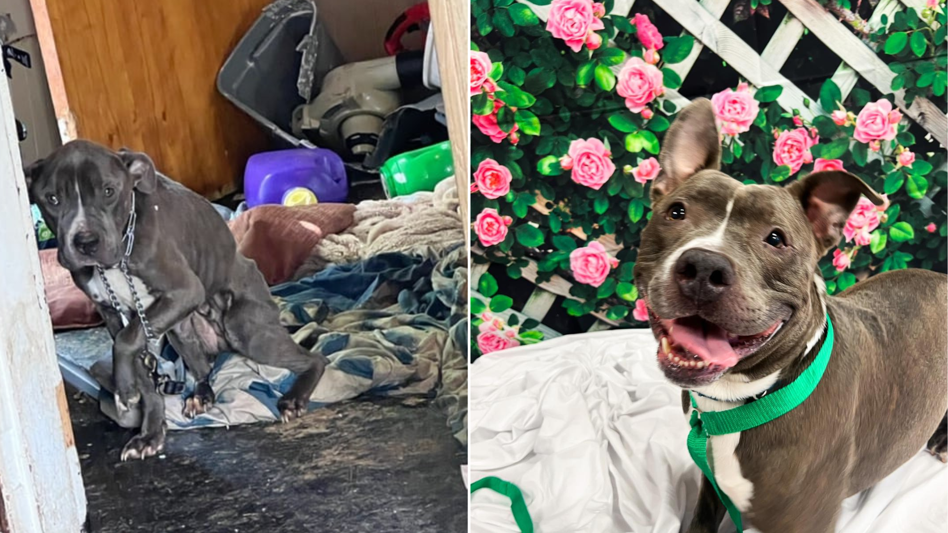 rescue dog before and after adoption
