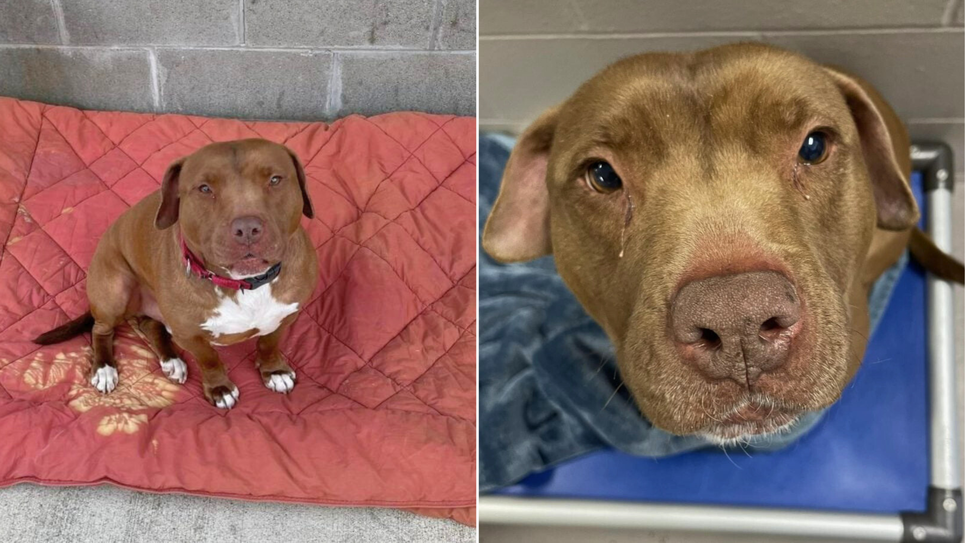 dog in shelter waiting for family