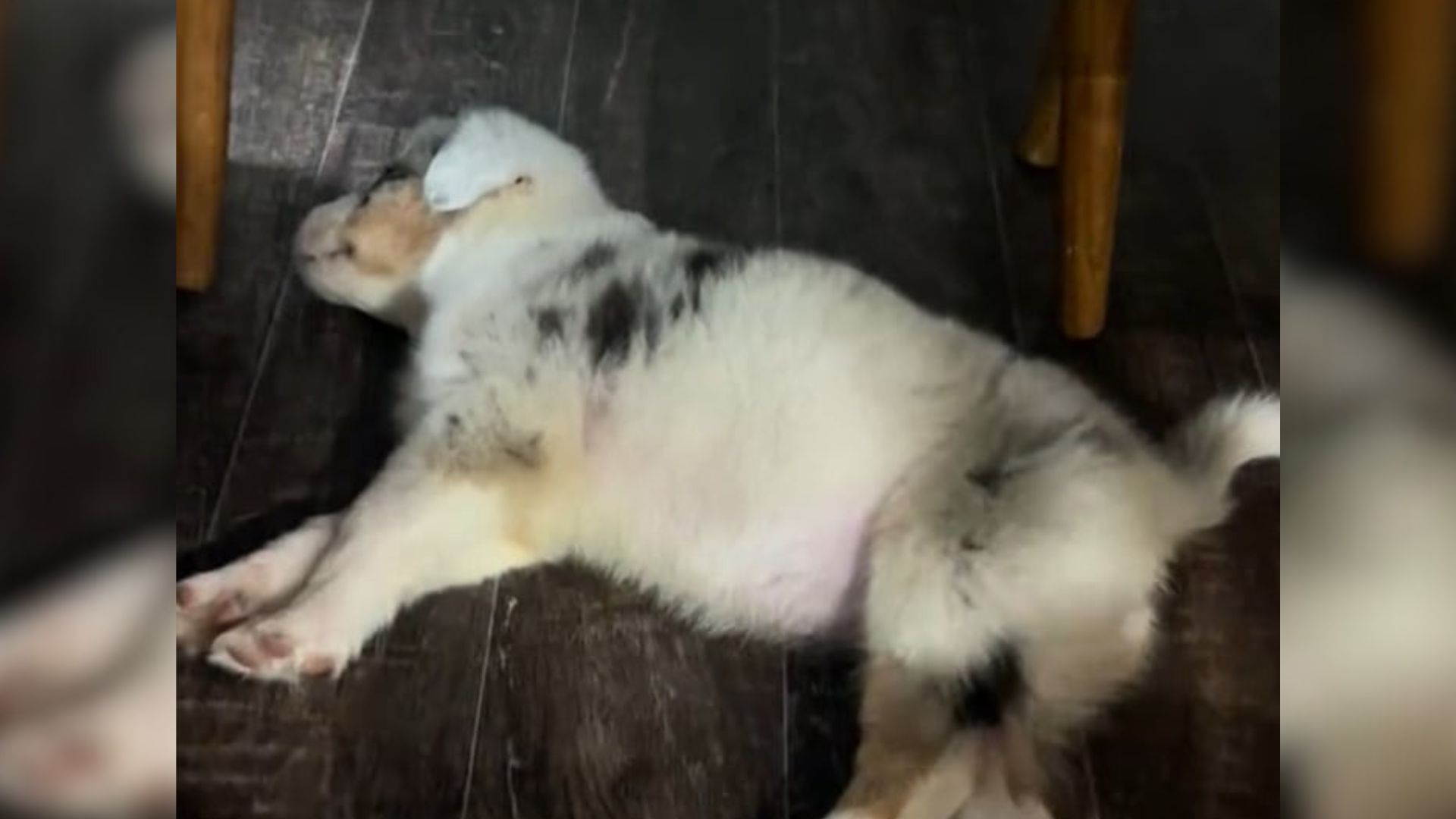 white dog laying down