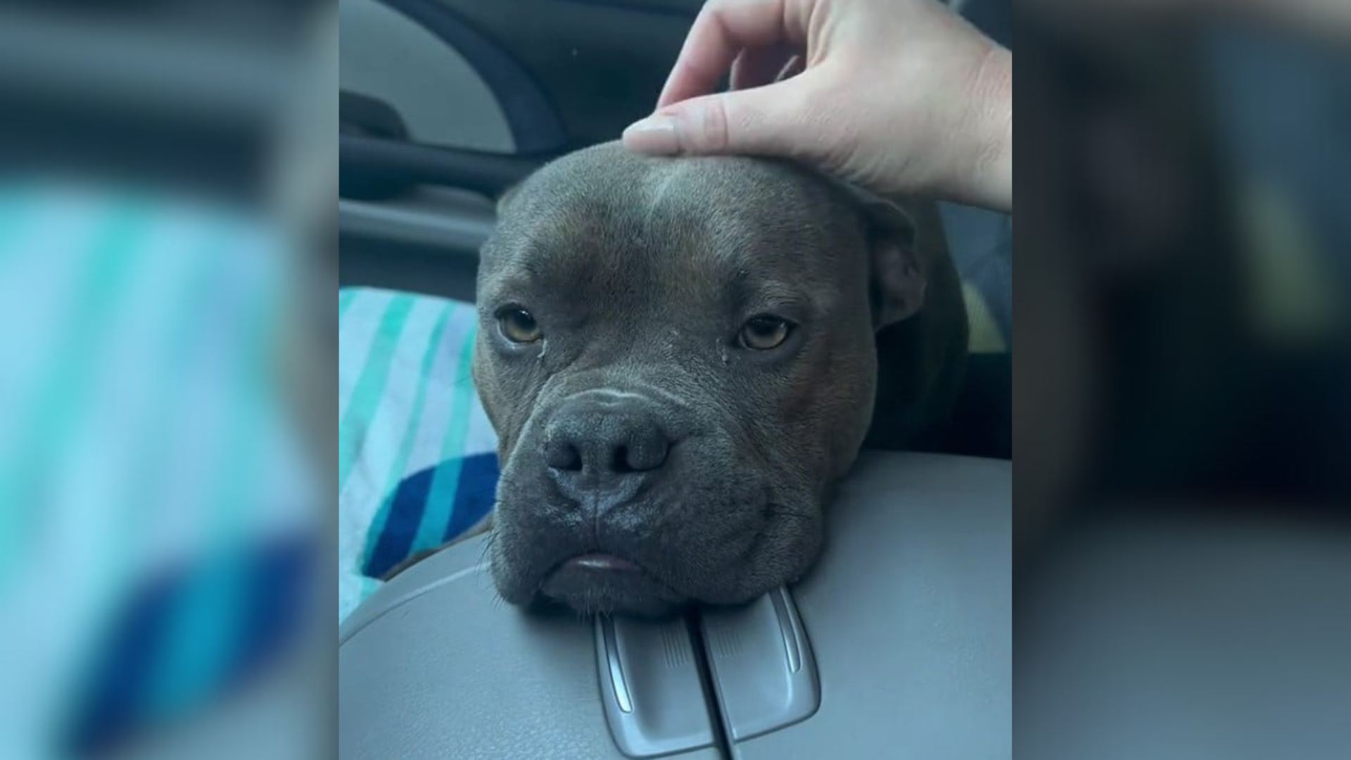 sad dog being petted