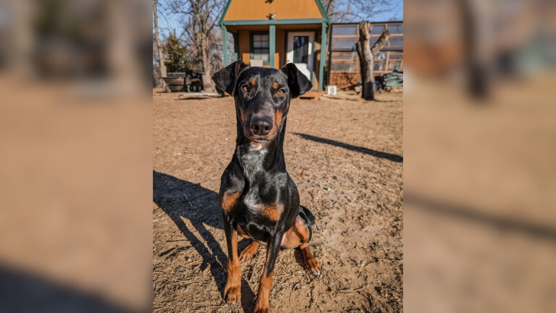 black dog looking ahead