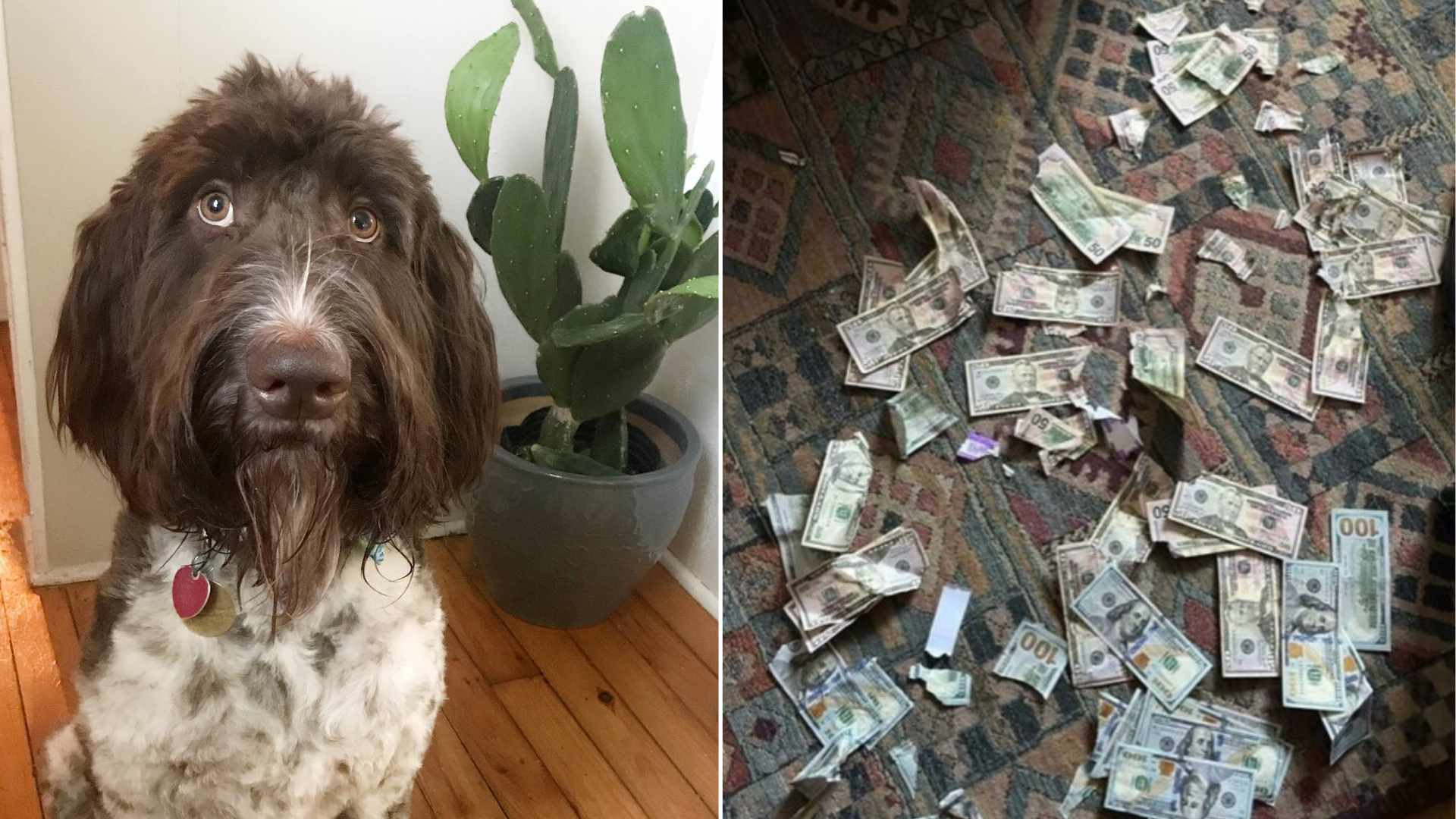 dog with money he ruined