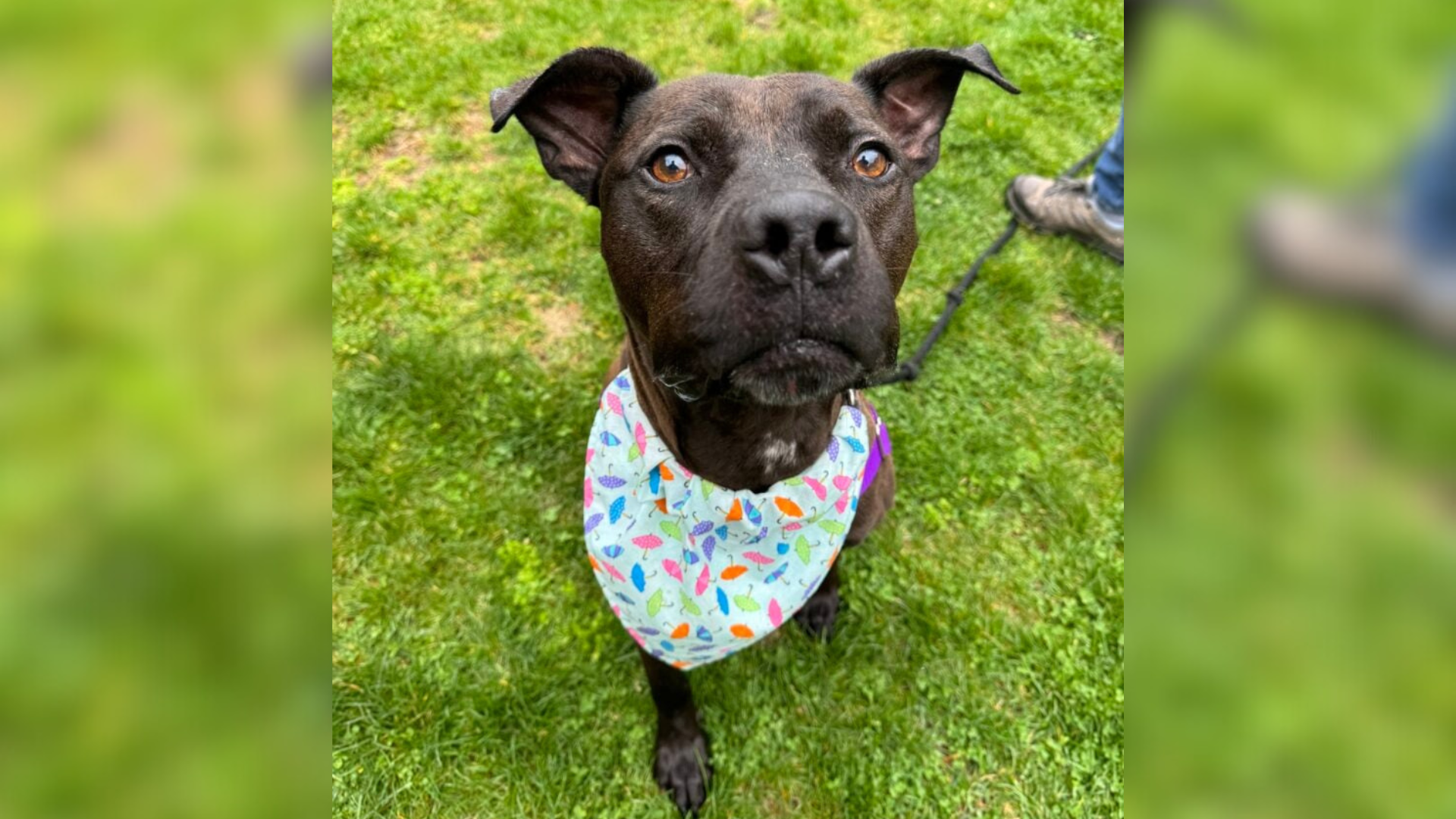 playful dog on the grass