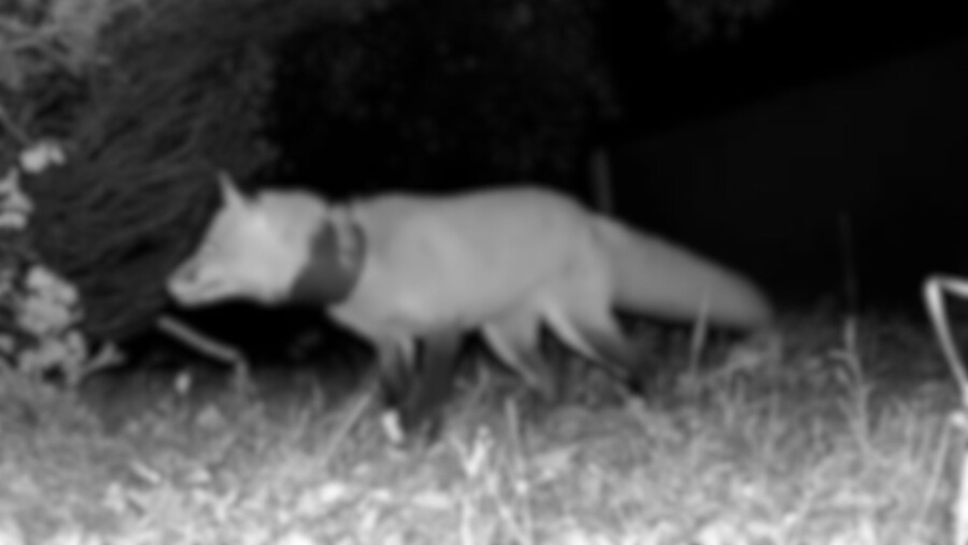 A dog runs across a field at night