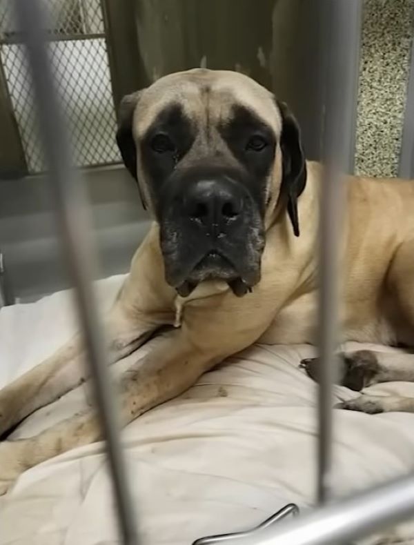 Pitbull lying in a cage