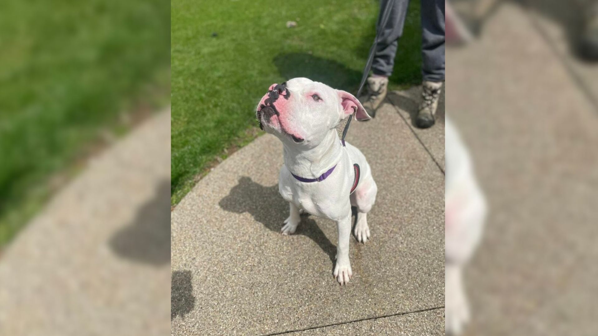 Pittie Known For Sweetness And Zoomies