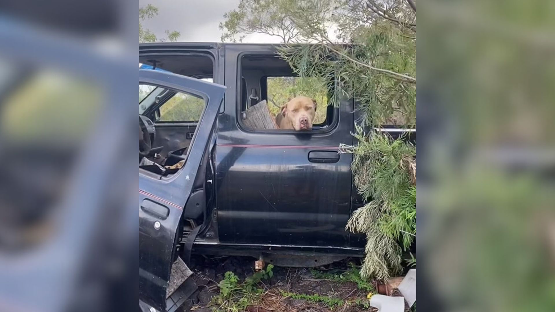 dog in rusted truck