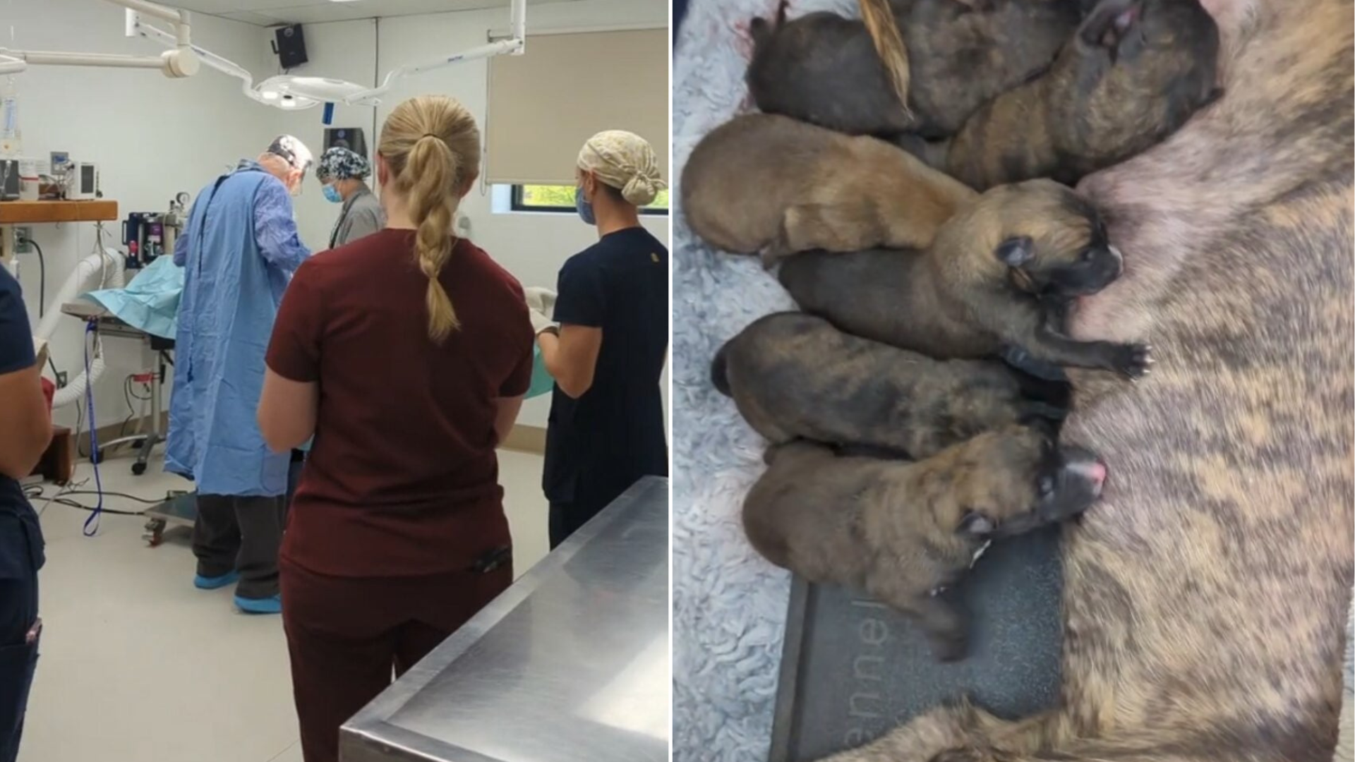 dog mom with puppies at the vet