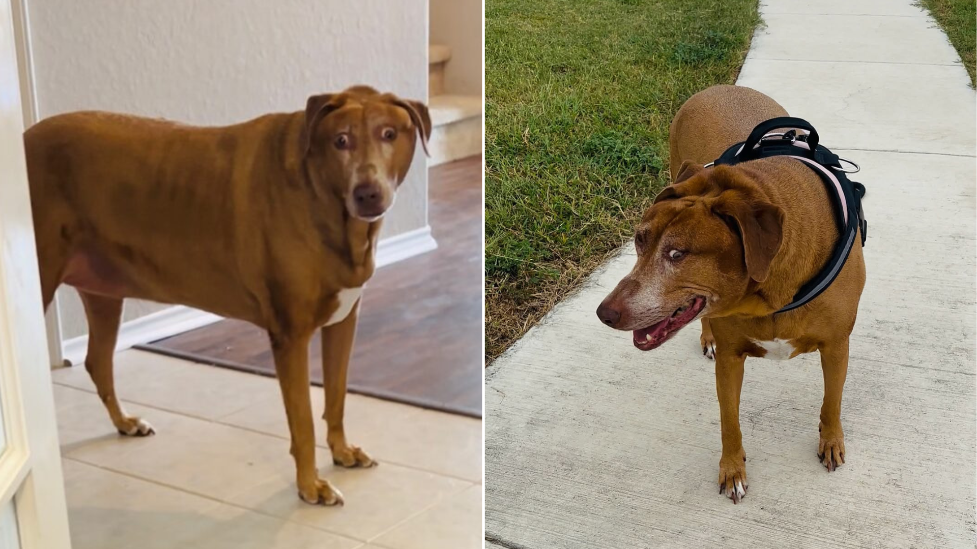 dog with quirky face