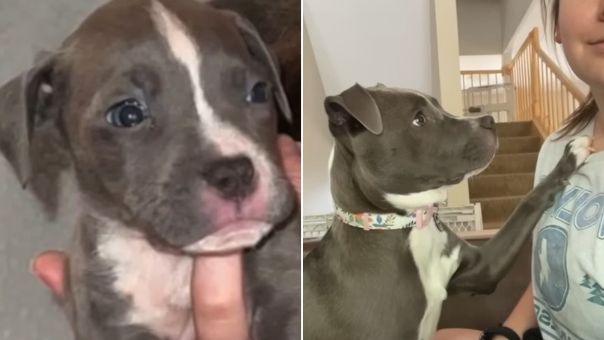 cute pup cuddling with woman