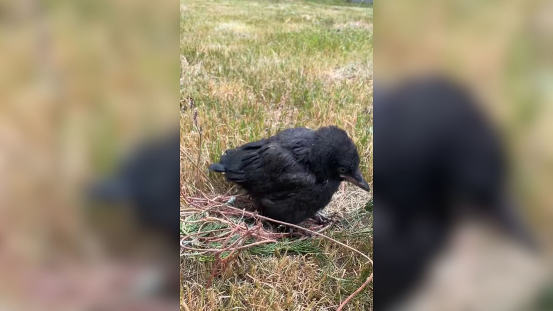 baby crow