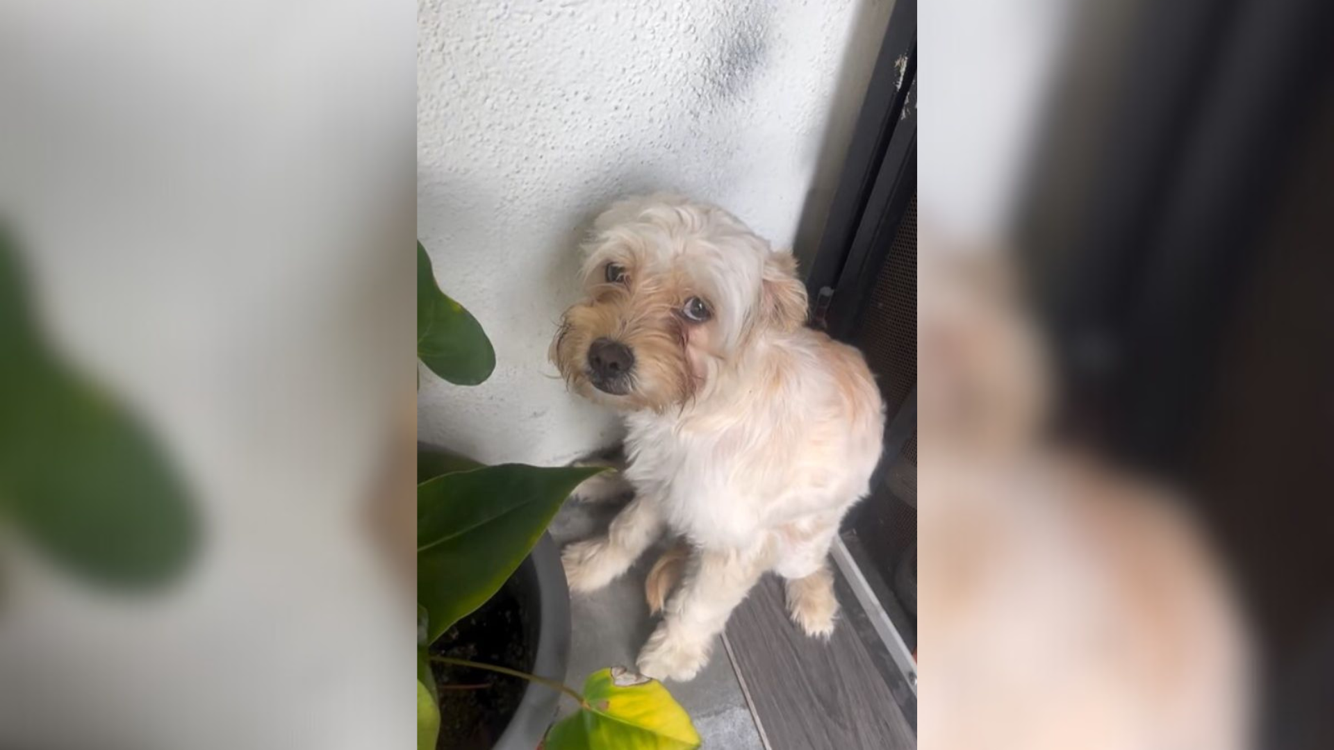 small dog with sad eyes