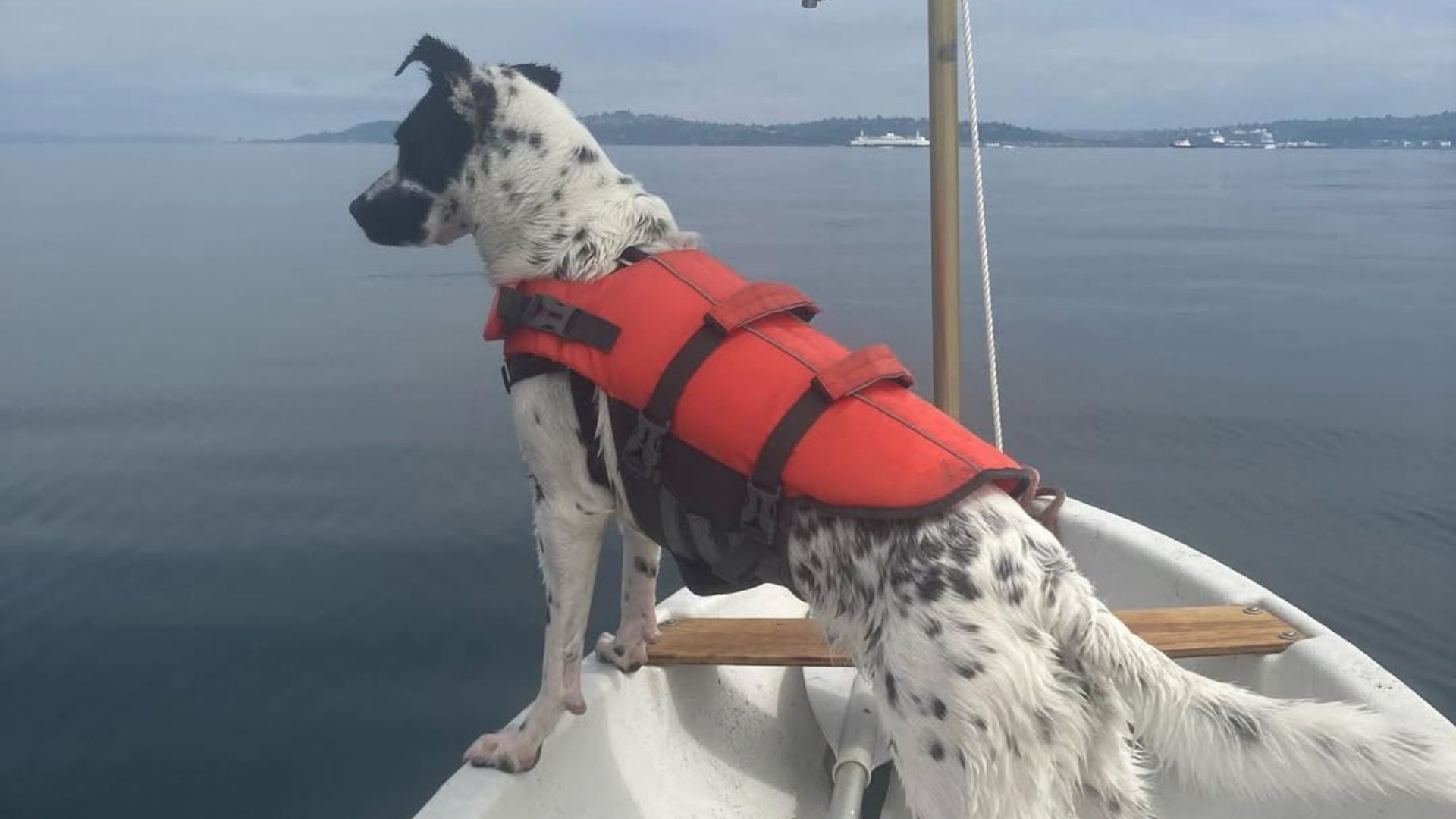dog on boat