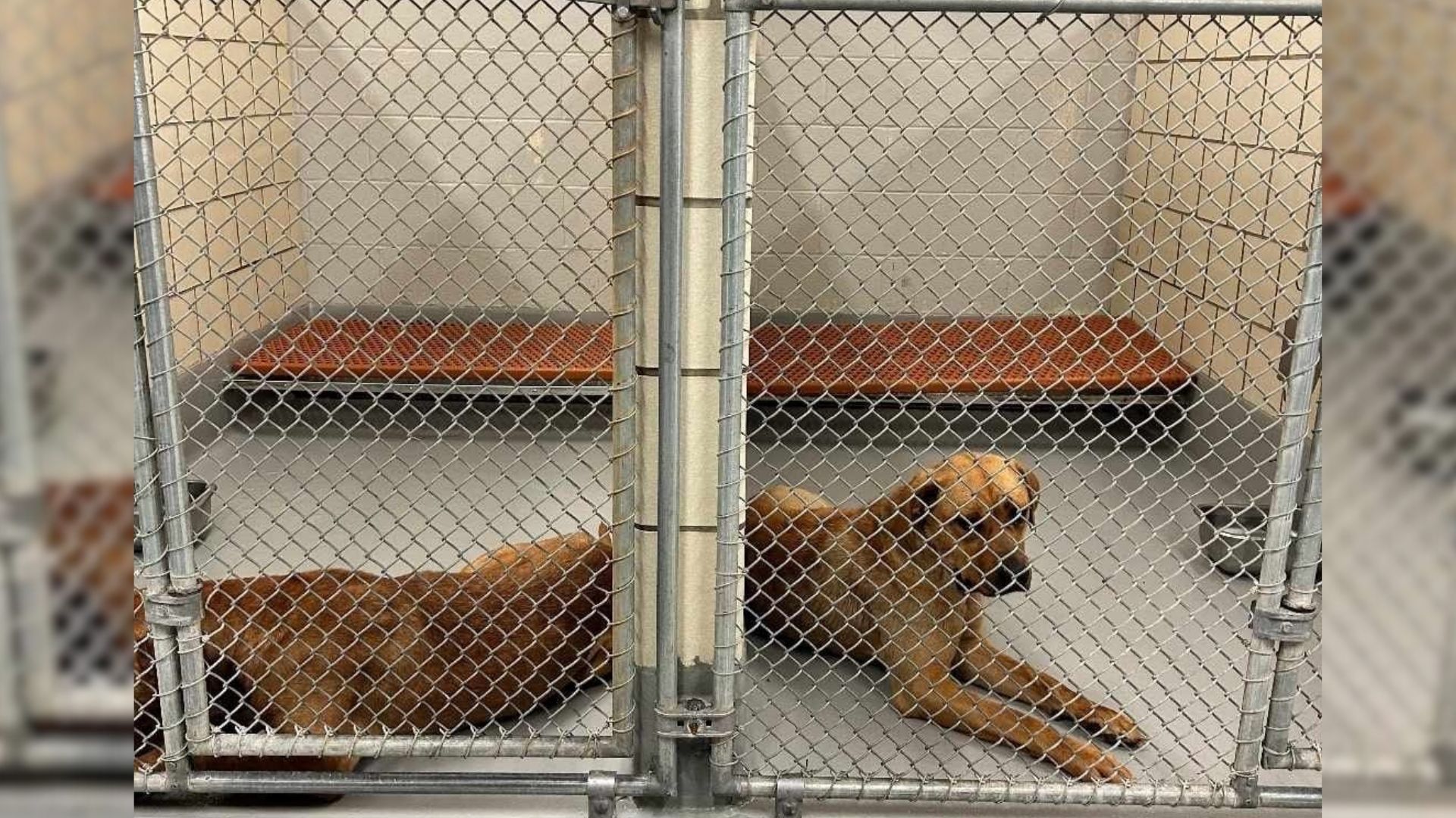 sad dog in shelter