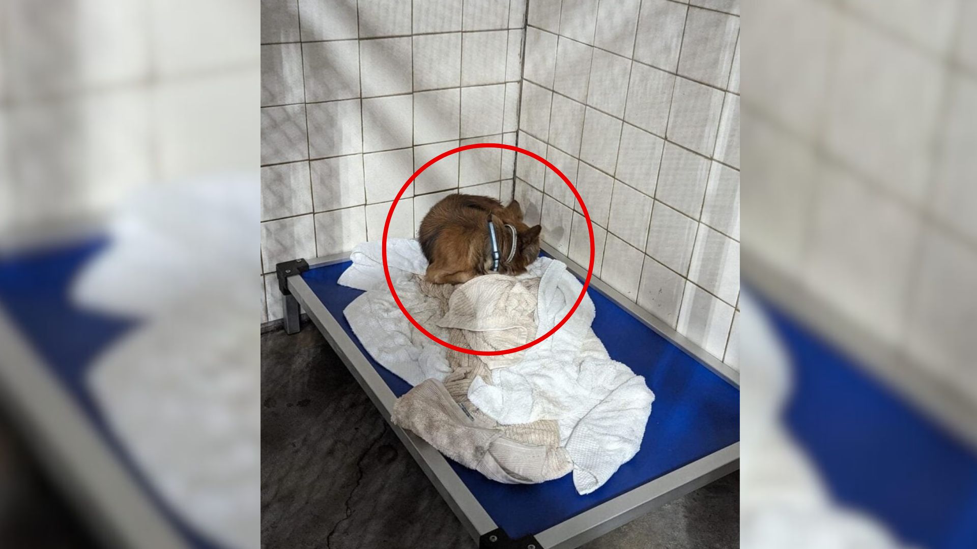 Senior Chihuahua Rescued In Illinois Finds Love