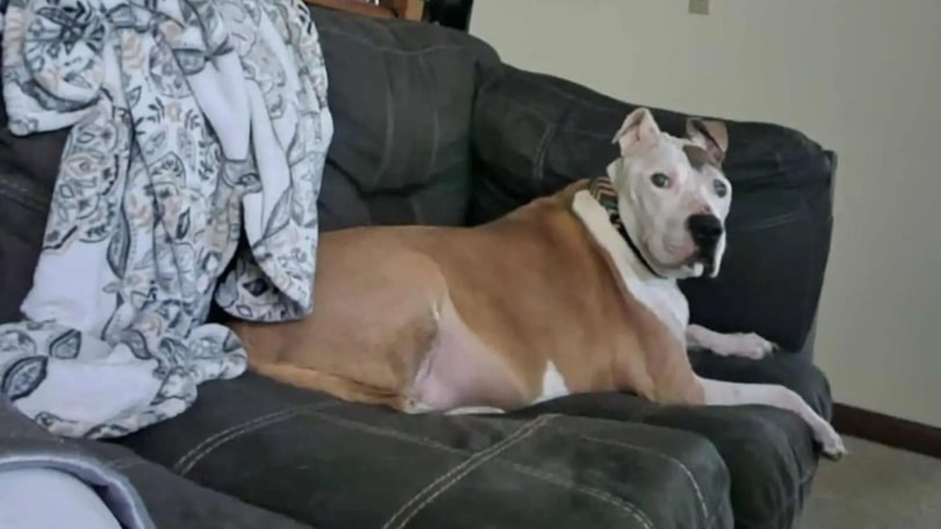 senior dog laying down