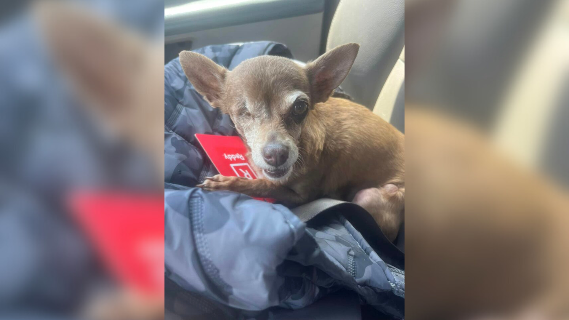 dog with one eye in a car