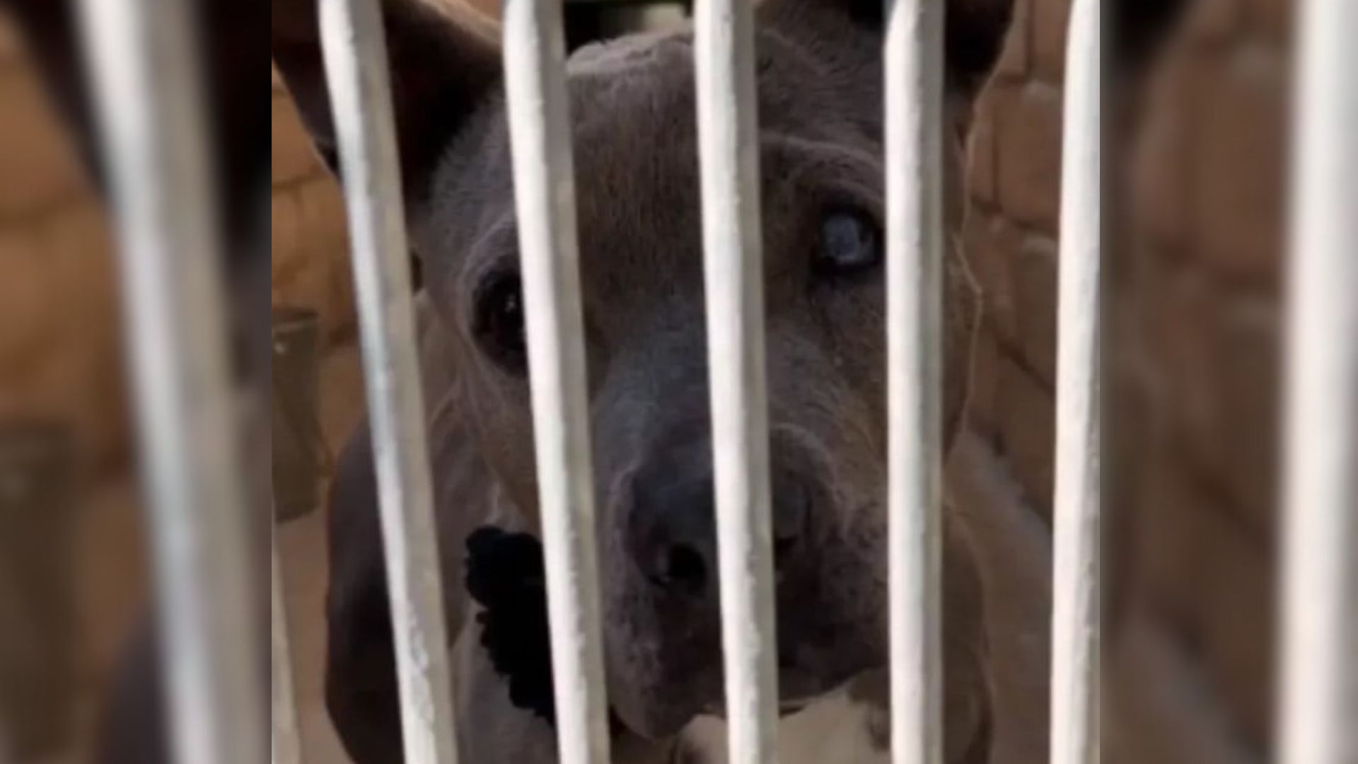 abandoned senior pup