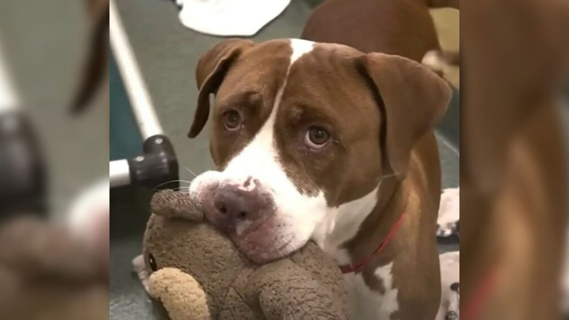 Senior Shelter Dog In Florida