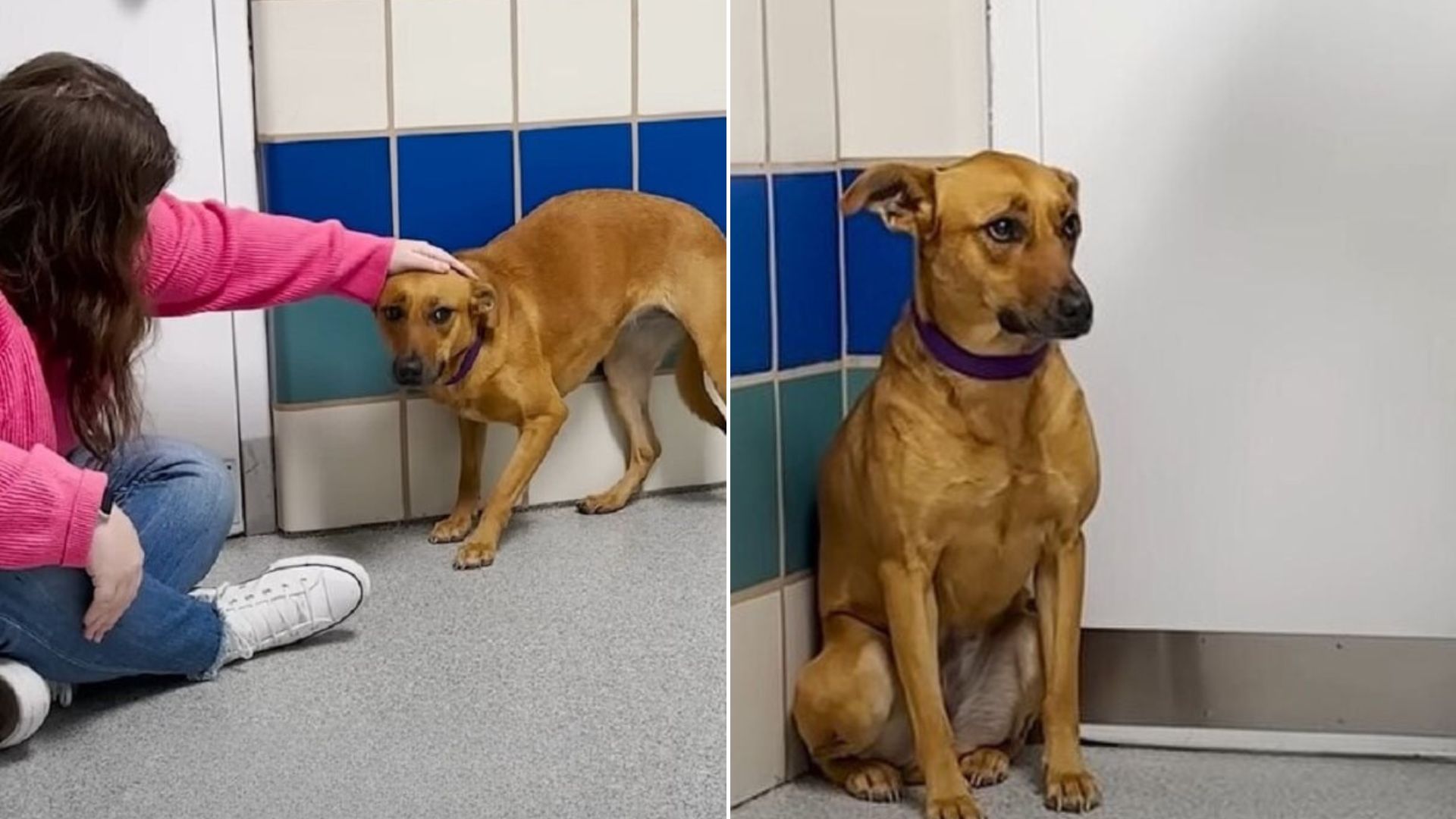 Shy New York Pup Steps Into A Dog Park And Her Confidence Begins To Spark