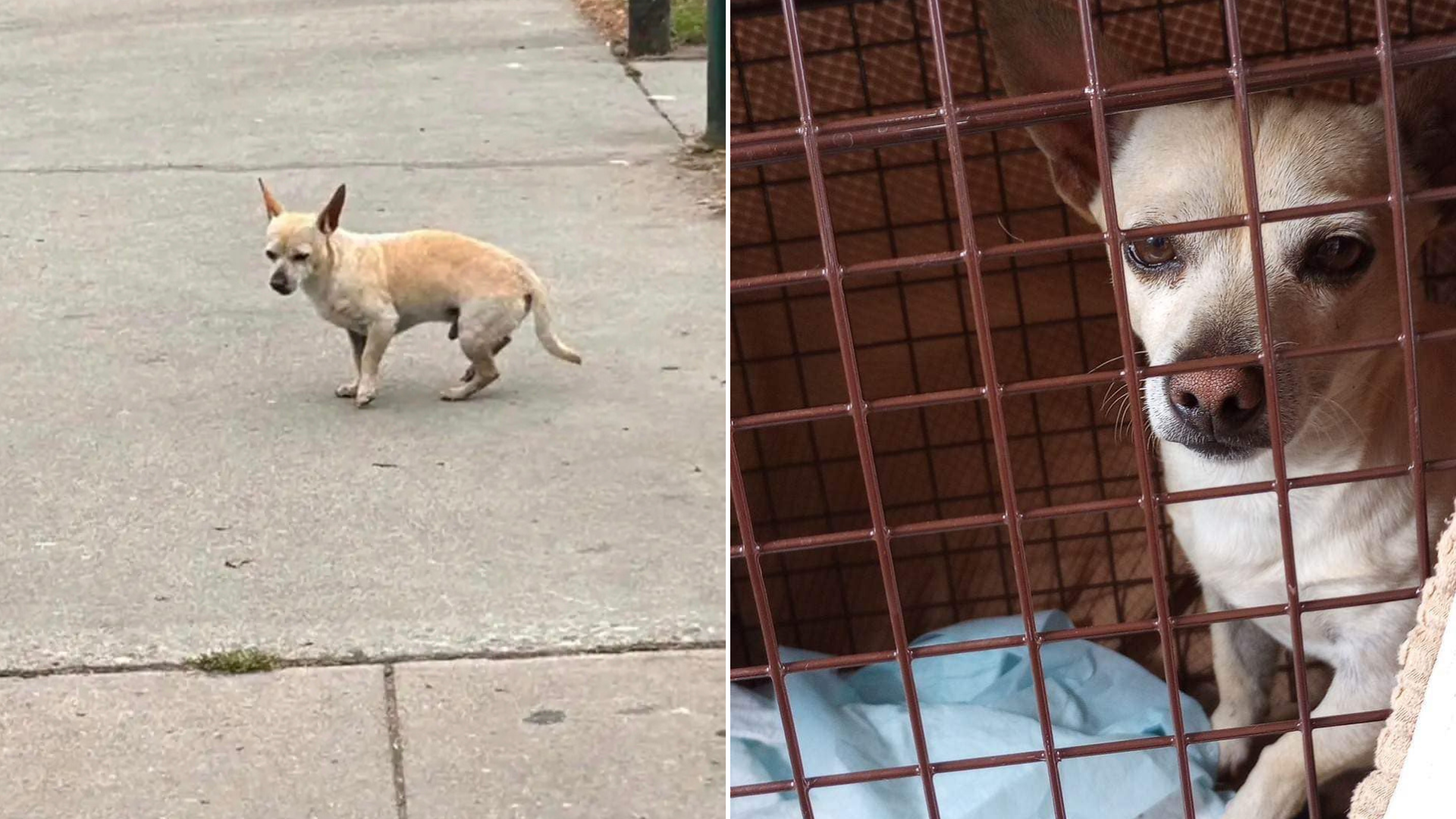 abandoned dog in a cage