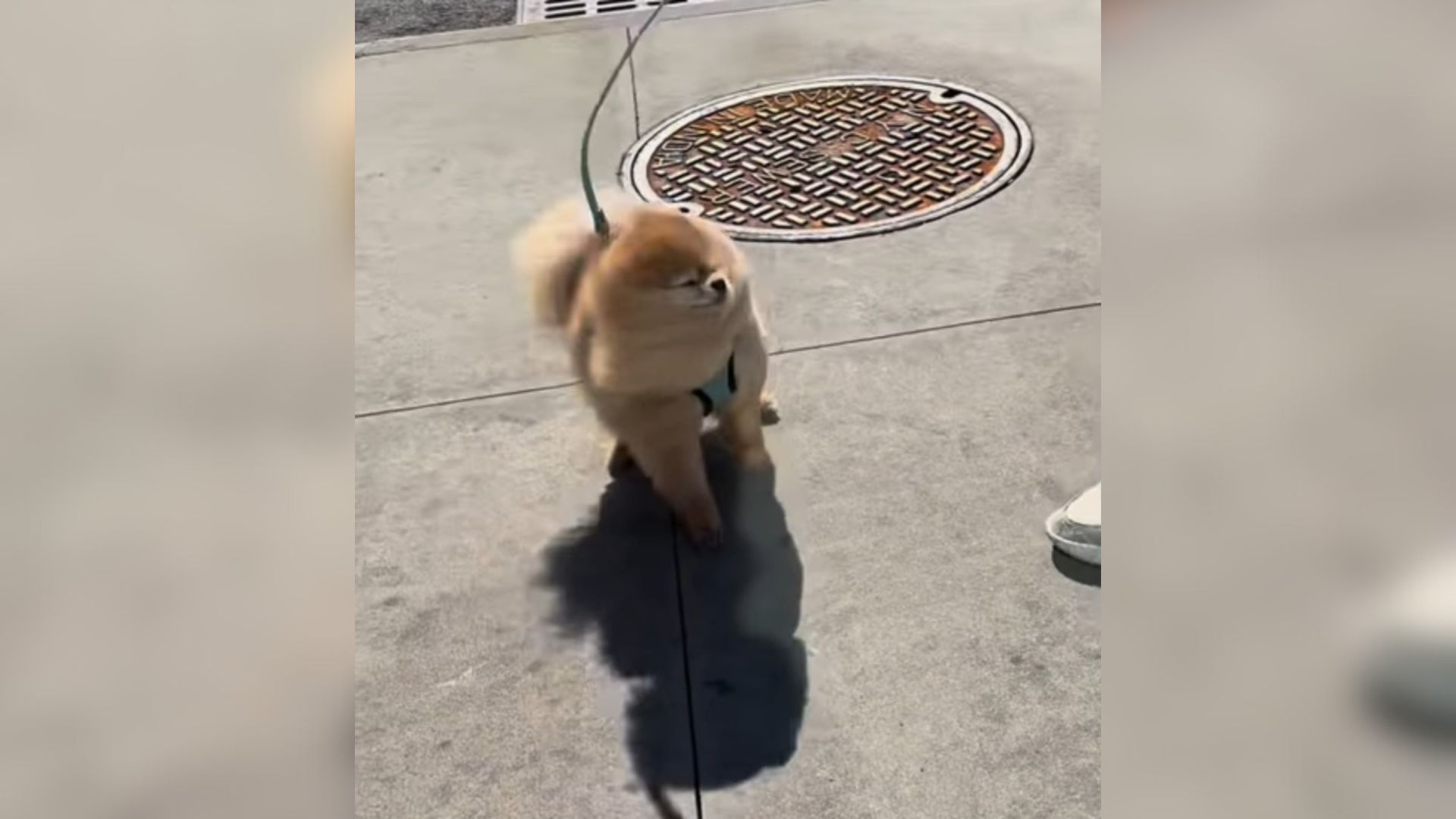 small Pomeranian