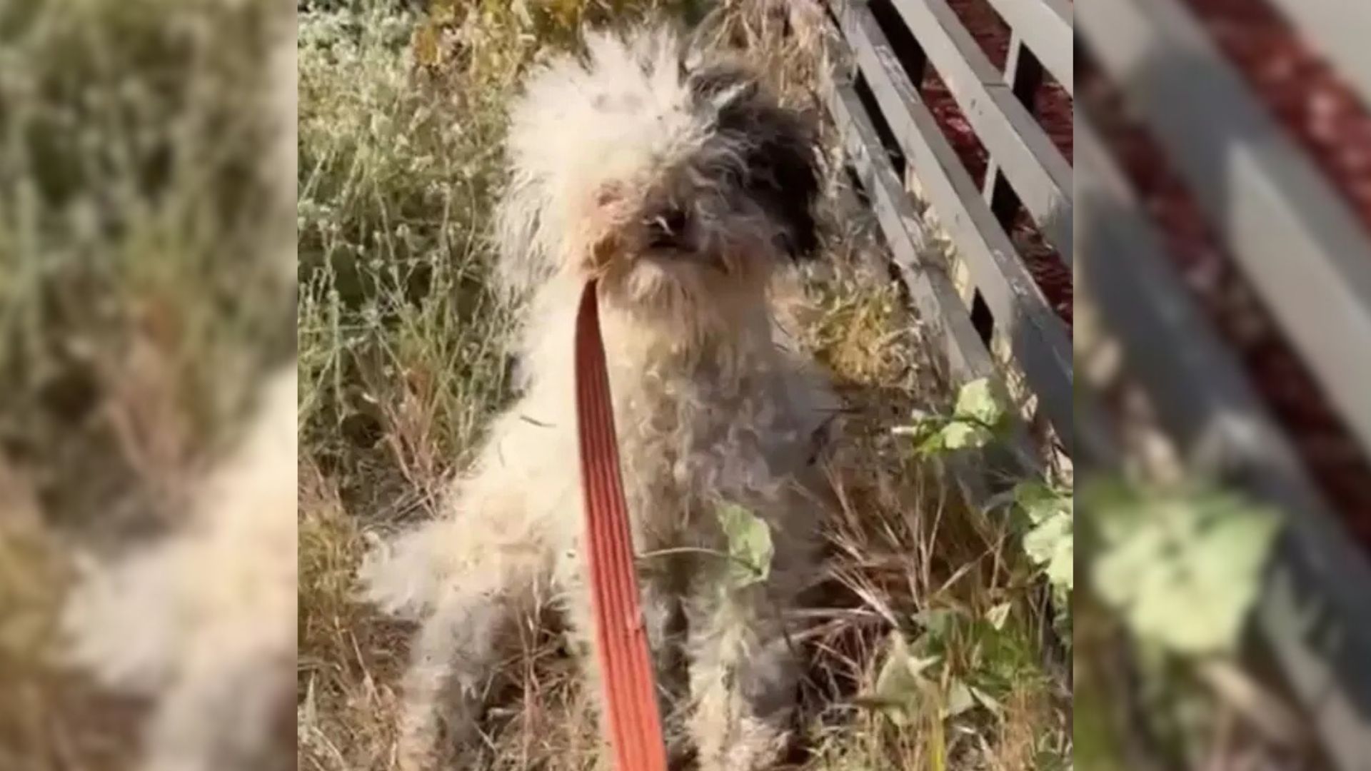 shaggy dog ​​in the grass