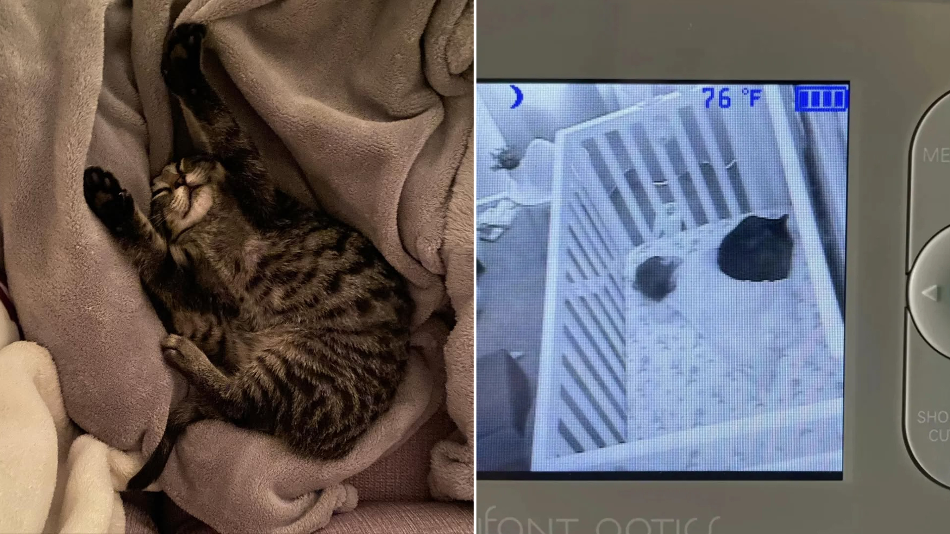 cat napping with baby