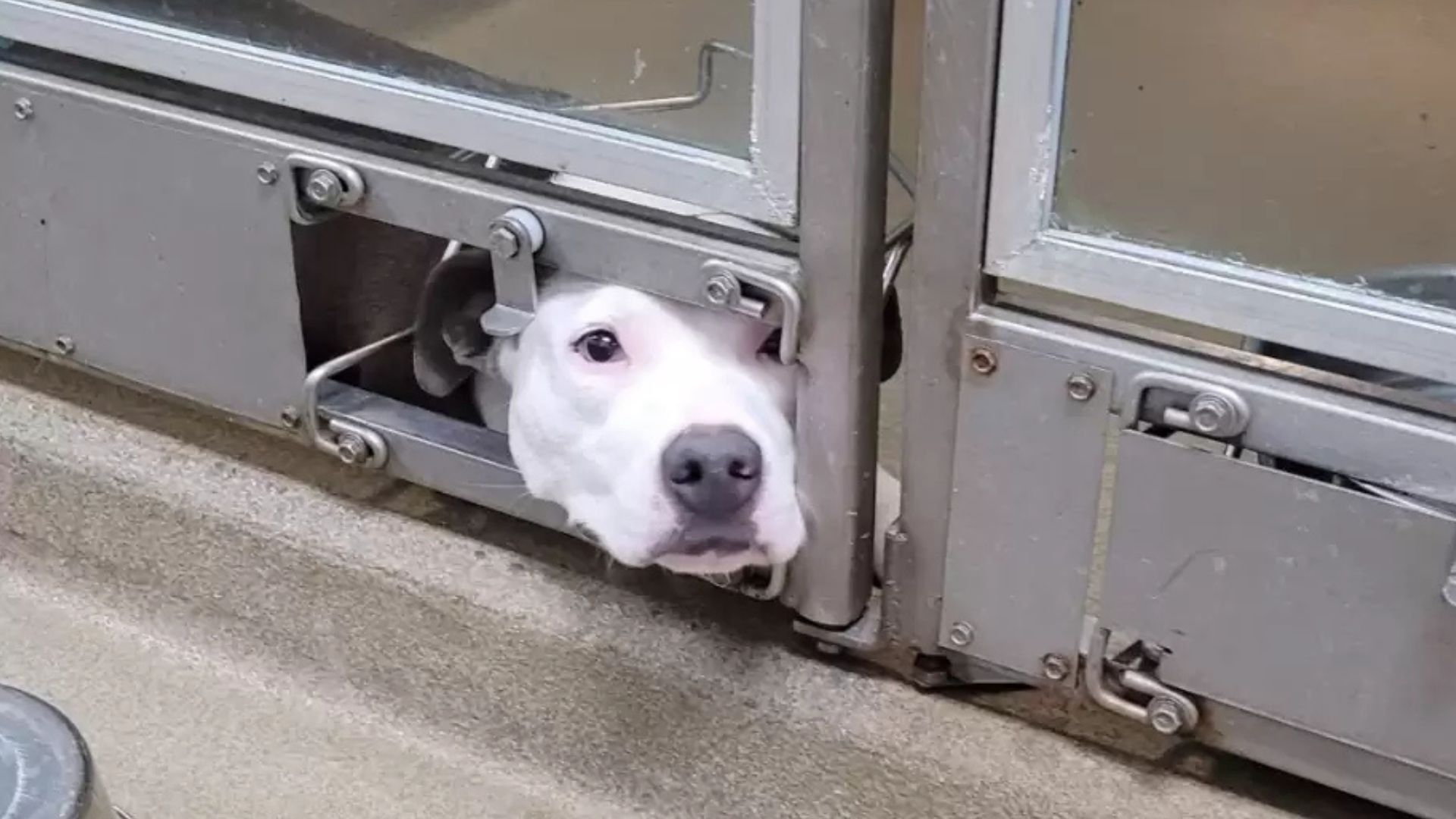 shelter dog
